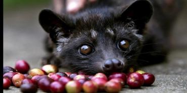 Las comidas más bizarras y raras del mundo