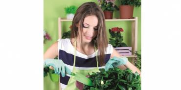 Qué plantas son aptas para tener en tu vivienda