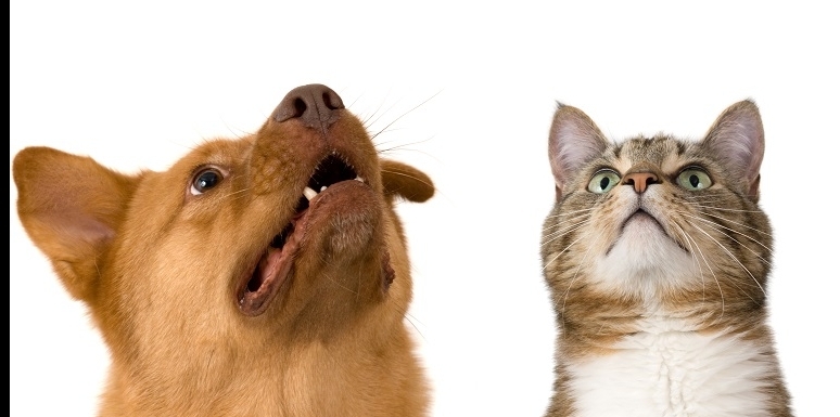 Perro y gato mirando hacía arriba 