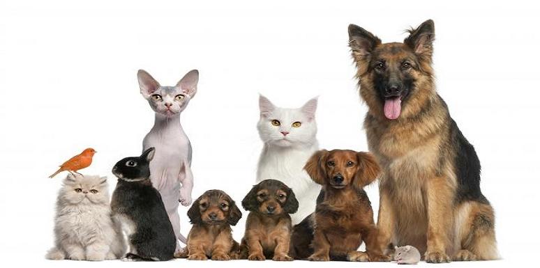 Perros y gatos de diferentes razas 